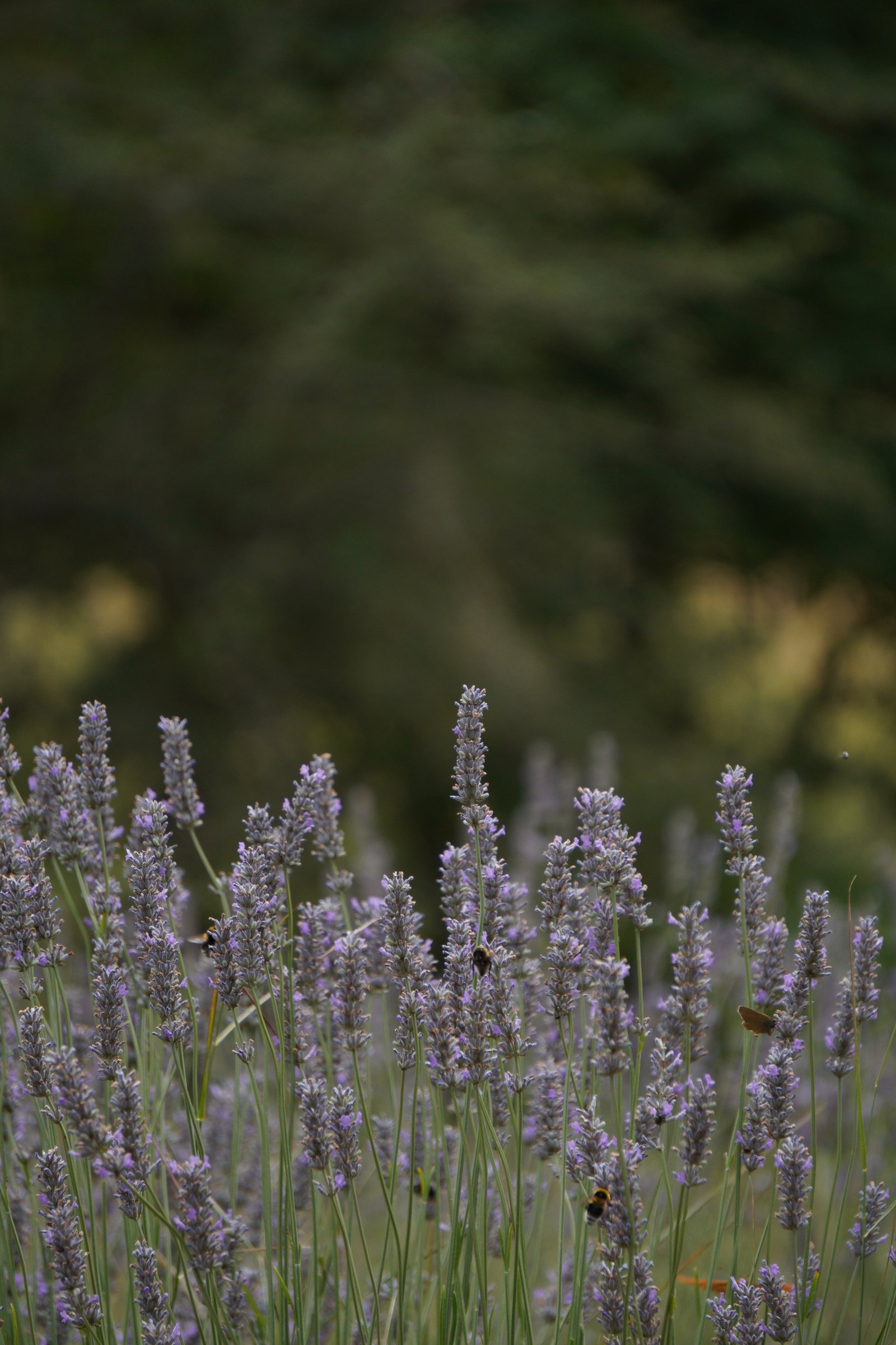 Champ de lavande en gros plan, abeilles sur les fleurs